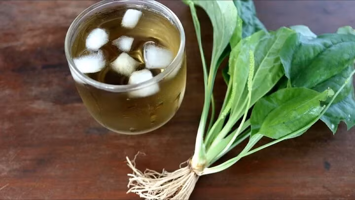 Nước cây mã đề rất tốt cho người bị bệnh tiết niệu Nước cây mã đề rất tốt cho người bị bệnh tiết niệu