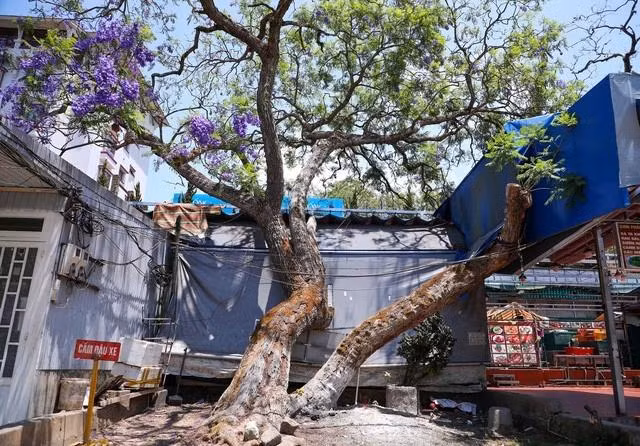 "lão" phượng tím trên đường Nguyễn Thị Minh Khai (Đà Lạt) bị bao vây bởi hàng quán. ẢNH: LÂM VIÊN