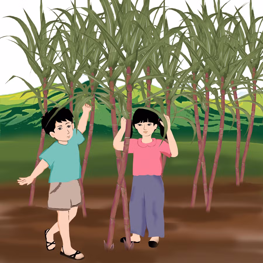 Minh họa: Huyền Trang Minh họa: Huyền Trang