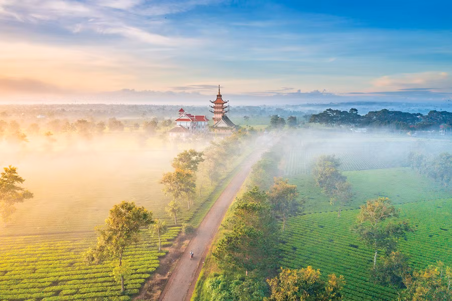 Ngày mới trên cánh đồng chè xã Nghĩa Hưng, huyện Chư Păh. Ảnh: Phạm Quý