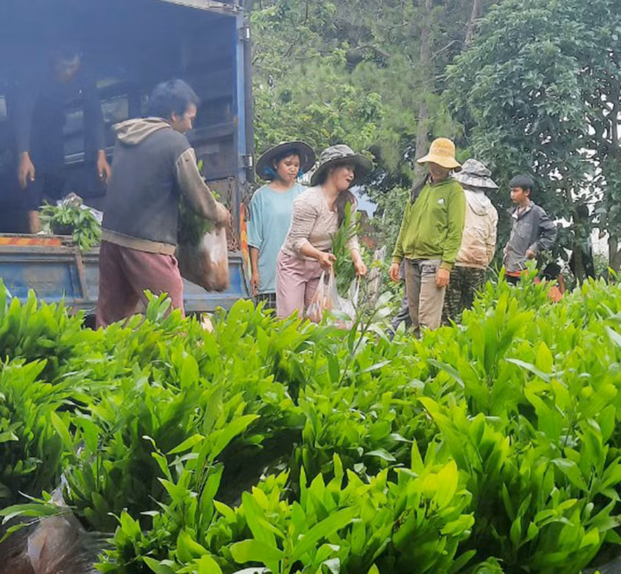 Người dân làng Kách nhận cây giống trồng rừng. Ảnh: Nguyễn Diệp