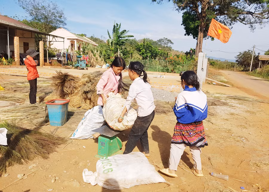 Em Thào Thị Gióng (thứ 2 từ phải qua) cùng nhóm bạn khiêng mì lên cân, bán cho thương lái