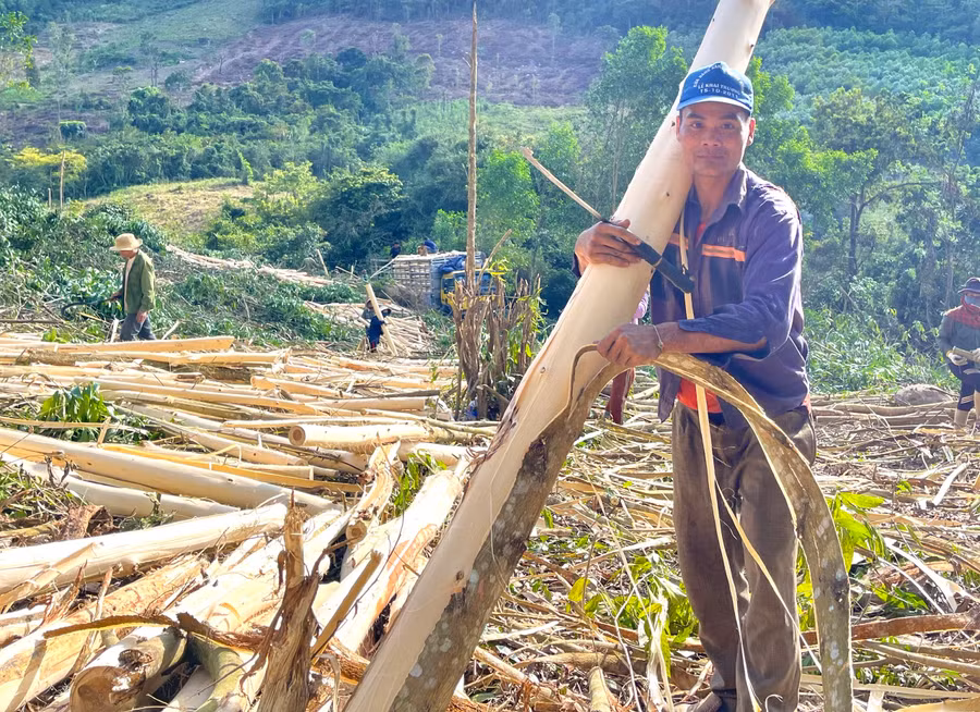Người dân xã Đak Pling (huyện Kông Chro) khai thác rừng trồng. Ảnh: Minh Nguyễn