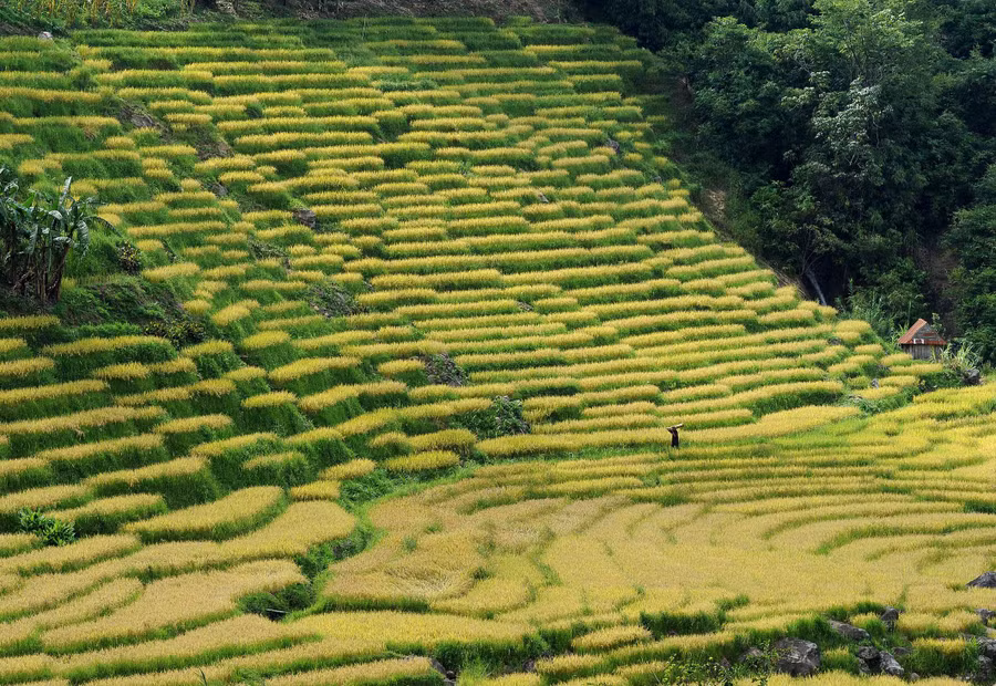 So với Tây Bắc, những thửa ruộng nơi đây ngắt quãng và nhỏ hẹp hơn