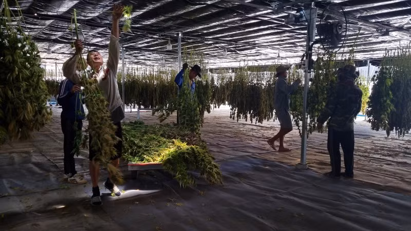 Công nhân làm việc trong trang trại cần sa tại Thailand.