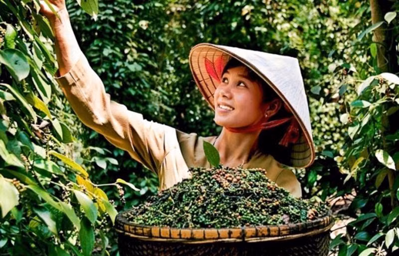Giá hồ tiêu xuất khẩu tăng 45% (ảnh tư liệu)