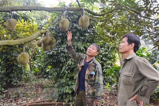 Hợp tác xã Nông nghiệp Buôn Hồ, tỉnh Đắk Lắk đánh giá vườn cây và đánh giá tỷ lệ trái đủ tuổi để quyết định thời điểm thu hoạch. (Ảnh: Hoài Thu/TTXVN) Hợp tác xã Nông nghiệp Buôn Hồ, tỉnh Đắk Lắk đánh giá vườn cây và đánh giá tỷ lệ trái đủ tuổi để quyết định thời điểm thu hoạch. (Ảnh: Hoài Thu/TTXVN)
