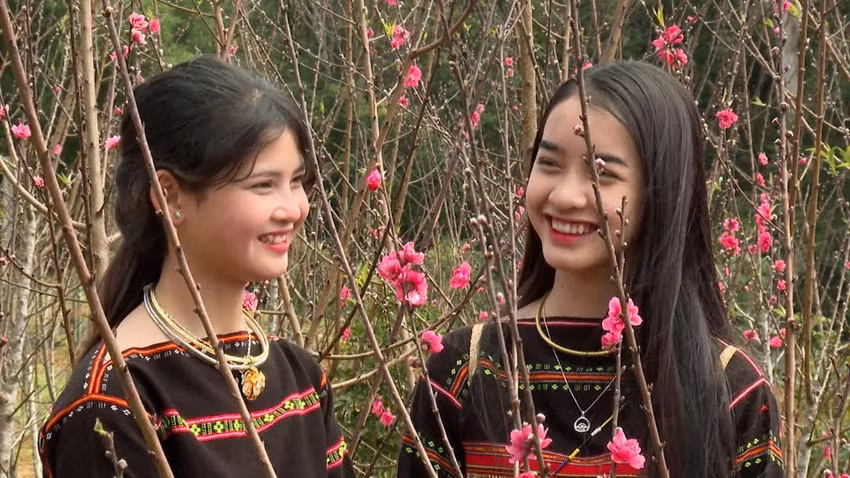 Mùa xuân, trăm hoa ở Vĩnh Sơn đua nở, đào Nhật Bản, đào bích xứ Bắc bung nở. Ảnh: XUÂN DŨNG