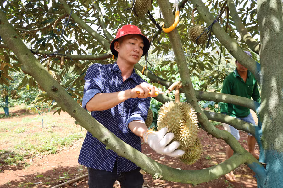 Nhân công của một đơn vị thu mua đang cắt trái tại vườn của hộ dân trên địa bàn huyện Cư M'gar.