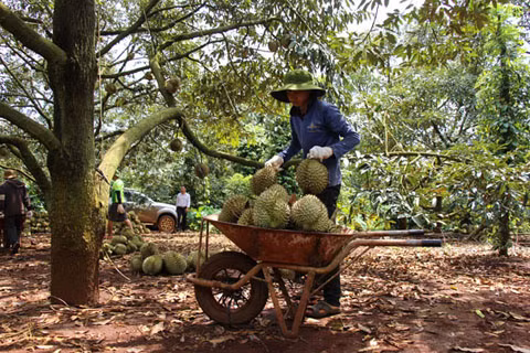 Sầu riêng vào mùa cao điểm xuất khẩu. Ảnh: Thanh Hường/nguồn Báo Đắk Lắk Điện tử