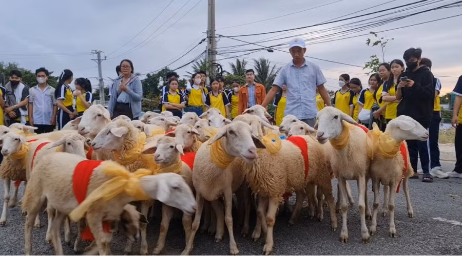 Những chú cừu đẹp nhất được đưa ra phố để người dân, du khách ngắm. Chúng được trang điểm bằng miếng vải đỏ nổi bật. Ảnh:THIỆN NHÂN Những chú cừu đẹp nhất được đưa ra phố để người dân, du khách ngắm. Chúng được trang điểm bằng miếng vải đỏ nổi bật. Ảnh:THIỆN NHÂN