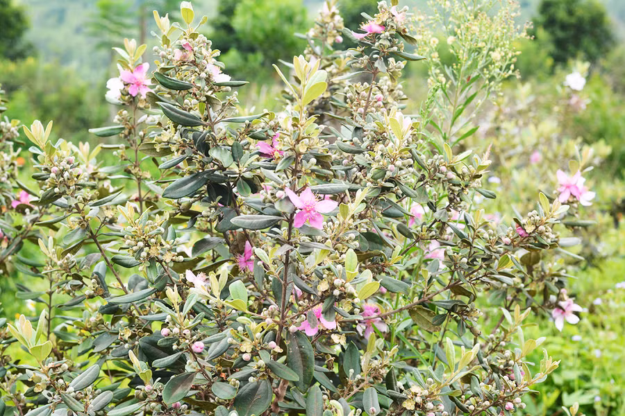 Năm nay, trang trại của ông Nguyễn Thành Châu ở làng Nhin (xã Nghĩa Hưng, huyện Chư Păh) hứa hẹn một mùa sim trĩu quả. Ảnh: N.T.D Năm nay, trang trại của ông Nguyễn Thành Châu ở làng Nhin (xã Nghĩa Hưng, huyện Chư Păh) hứa hẹn một mùa sim trĩu quả. Ảnh: N.T.D