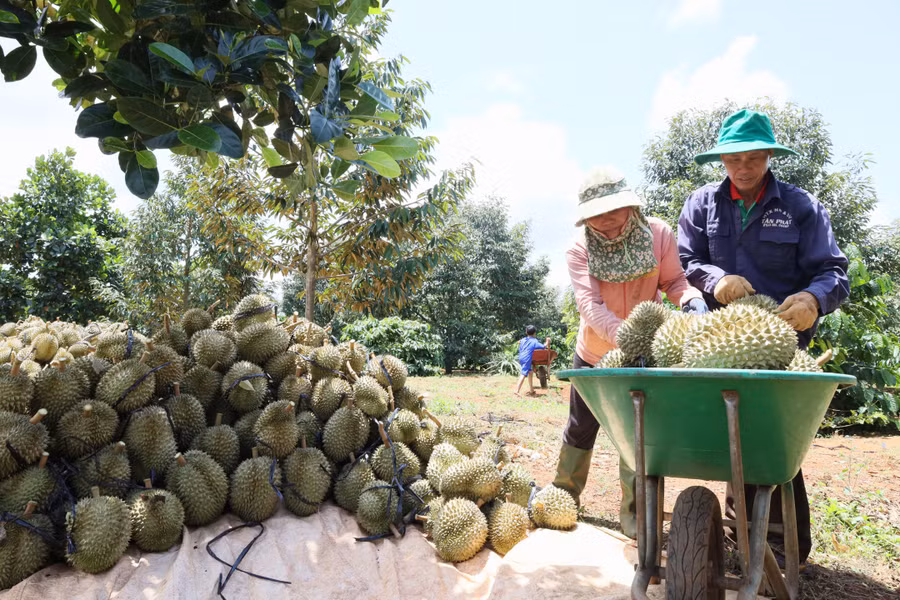 Nông dân huyện Cư M'gar thu hoạch sầu riêng.
