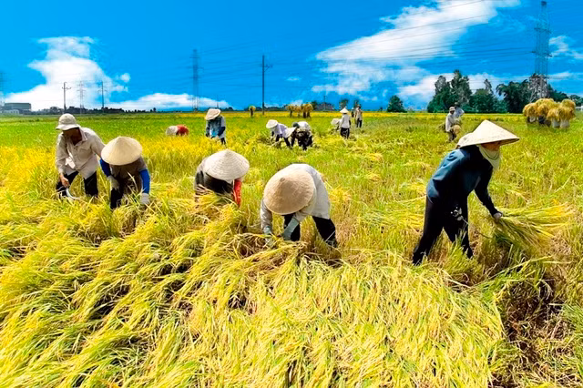Kim ngạch xuất khẩu gạo đạt gần 3 tỷ USD (ảnh minh họa)