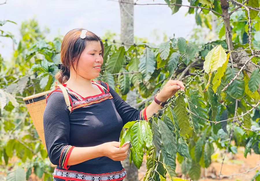Chị Siu Yăm (37 tuổi, làng Hlú, xã Ia Tiêm) mạnh dạn thay đổi phương thức sản xuất để làm giàu. Ảnh: Mai Ka