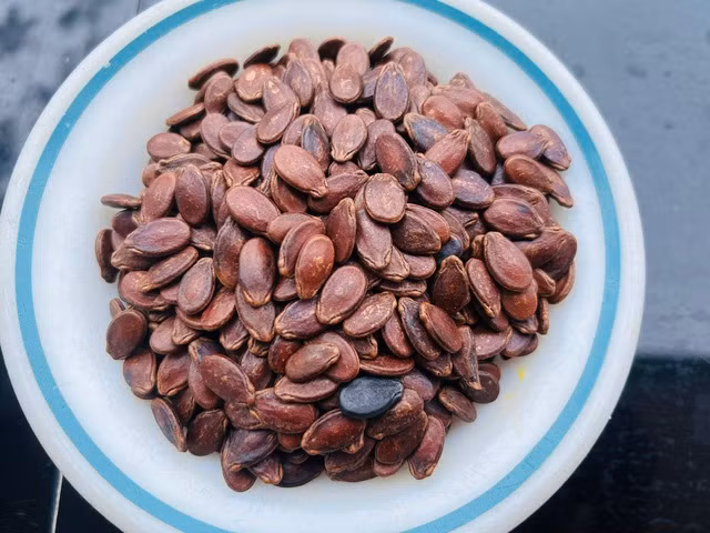 Hạt dưa cung cấp protein, vitamin B, kẽm và một số loại khoáng chất khác. Ảnh: Lê Cầm Hạt dưa cung cấp protein, vitamin B, kẽm và một số loại khoáng chất khác. Ảnh: Lê Cầm