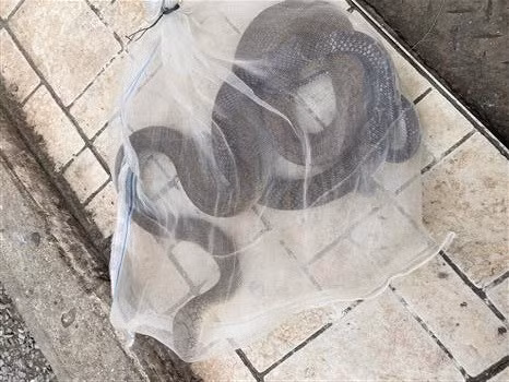 Con rắn hổ chúa nặng 2kg tấn công người đàn ông 30 tuổi. (Ảnh: TTXVN phát)