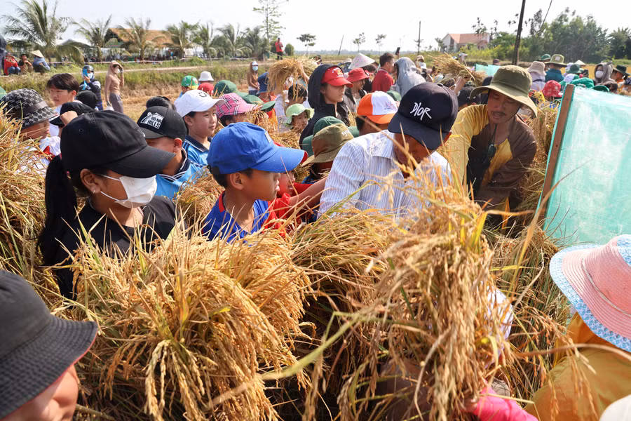Được chia thành 3 đội để tham gia gặt, tuốt lúa và giê lúa, các học sinh vô cùng hào hứng và thích thú khi có những trải nghiệm mới mẻ. Ảnh: Hải Phong