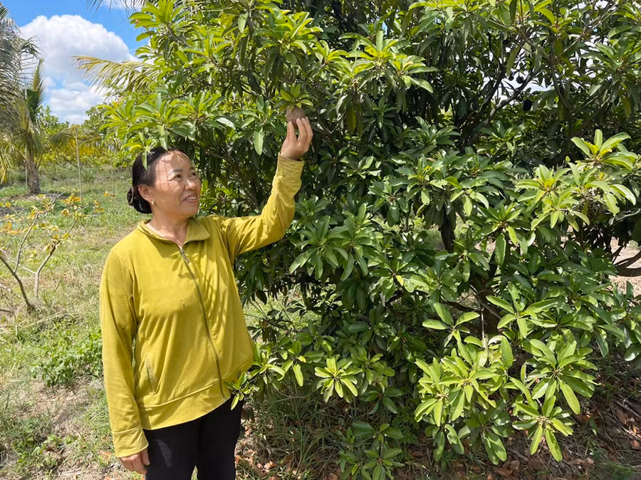 Gia đình bà Phạm Thị Oanh (buôn Hoai, xã Chư Băh) tích cực chuyển đổi cơ cấu cây trồng, vật nuôi, vươn lên làm giàu. Ảnh: N.H