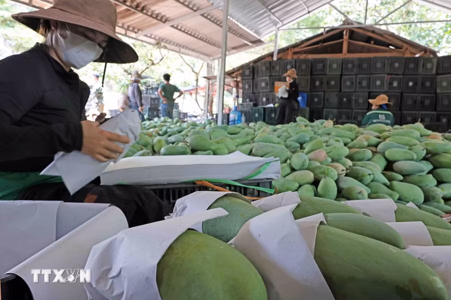 Đóng gói xoài Yên Châu, Sơn La xuất khẩu sang thị trường Trung Quốc. (Ảnh: Trần Việt/TTXVN)
