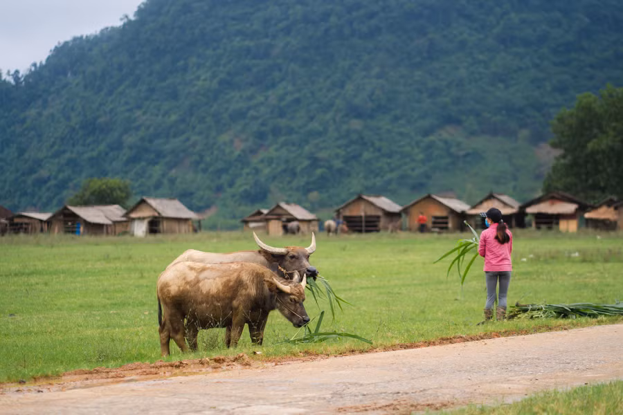 Làng quê bình yên Tân Hóa