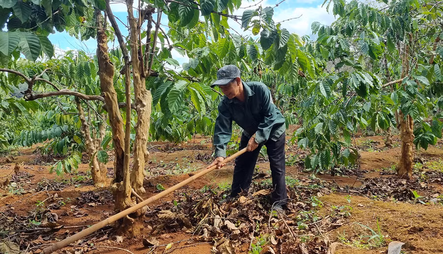 Ông Rơ Mah M'Rao đang chăm sóc vườn cà phê của gia đình. Ảnh: Hà Phương