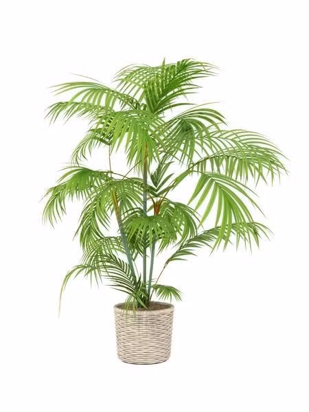Cây cọ.