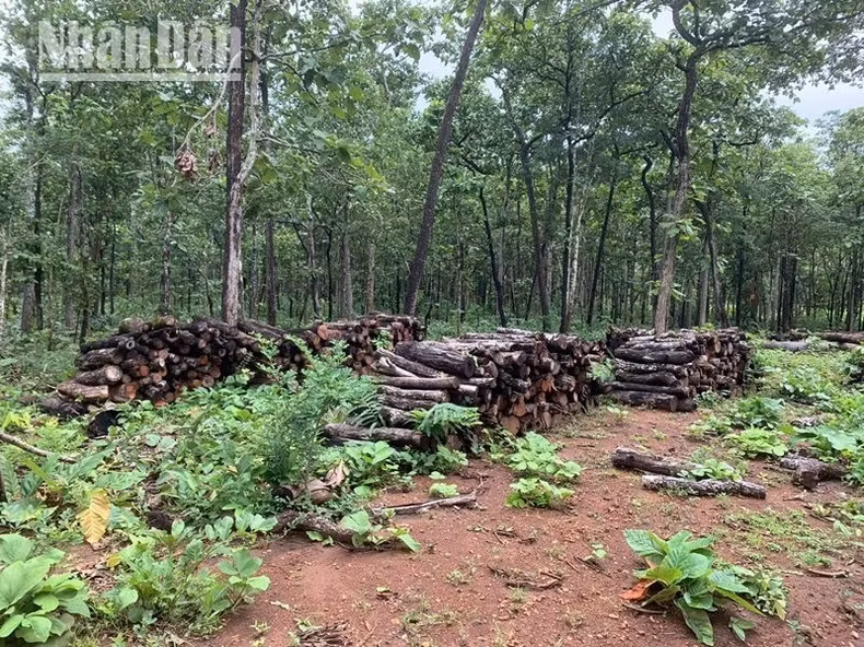 Trong vụ phá rừng năm 2021 thuộc lâm phận do Trung tâm Bảo tồn voi, cứu hộ động vật và Quản lý bảo vệ rừng quản lý, khi phát hiện vẫn còn hàng chục m3 gỗ tại hiện trường.