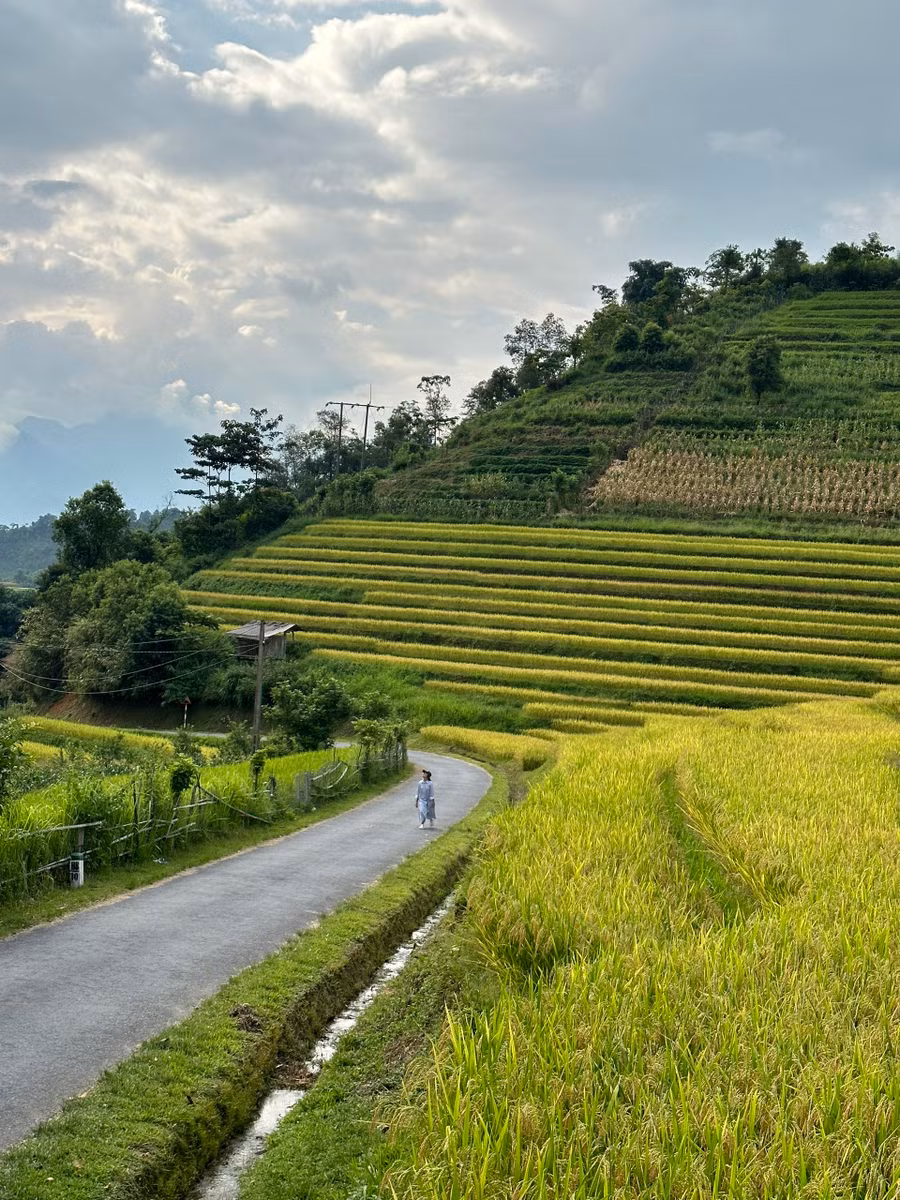 Dạo bộ trên con đường bê tông, ngắm sắc vàng trải dài mang tới cảm giác bình yên.