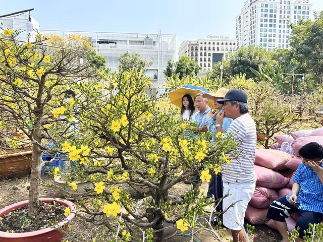 Mua hoa chưng tết là thói quen của nhiều gia đình. Ảnh Chí Nhân