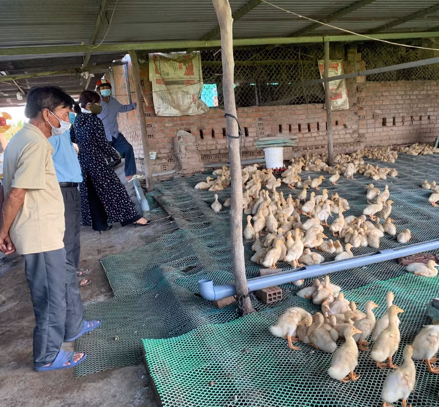 2Hội viên nông dân xã Ia Hiao tham quan mô hình nuôi vịt trên sàn. Ảnh: Vũ Chi