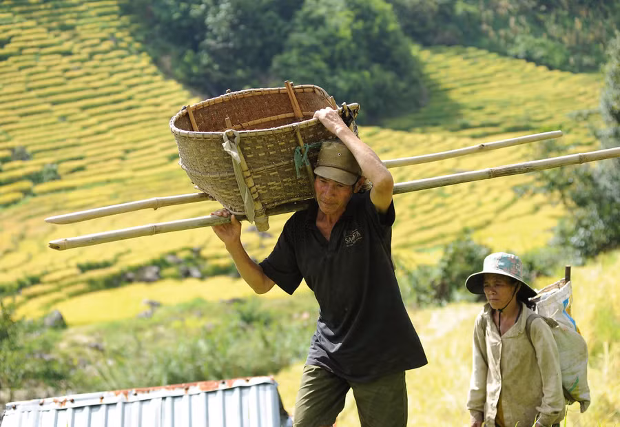 Hối hả đi cắt lúa.