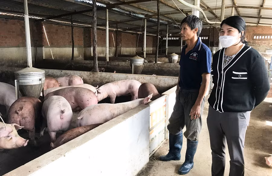 Đàn heo thịt của một hộ chăn nuôi ở huyện Chư Păh chưa bán được vì giá giảm sâu. Ảnh: Nguyễn Diệp