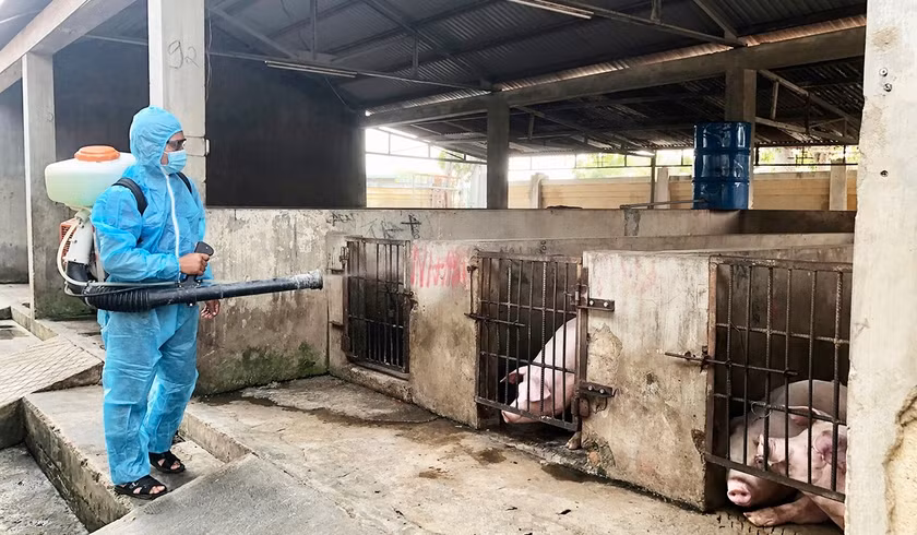 Nhân viên thú y Trung tâm Dịch vụ Nông nghiệp huyện Krông Pa, Gia Lai phun hóa chất khử khuẩn khu vực chăn nuôi. Ảnh: Lê Nam