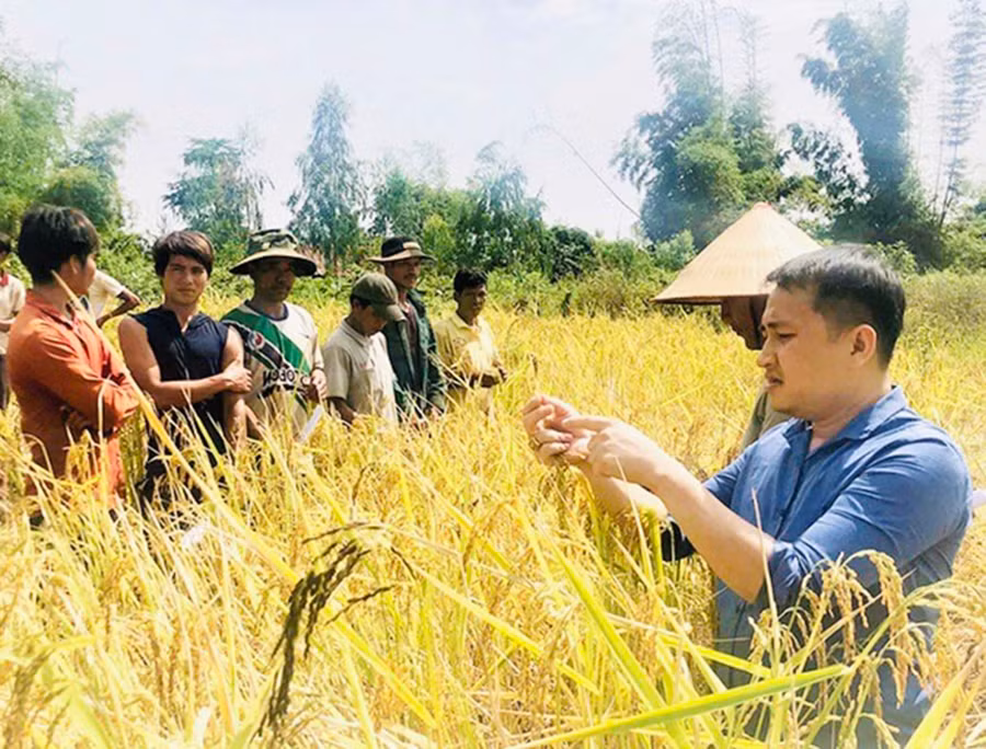 Gạo truyền thống Ba Chăm được bảo hộ chỉ dẫn địa lý “Mang Yang” vào năm 2020. Ảnh: Mai Ka Gạo truyền thống Ba Chăm được bảo hộ chỉ dẫn địa lý “Mang Yang” vào năm 2020. Ảnh: Mai Ka