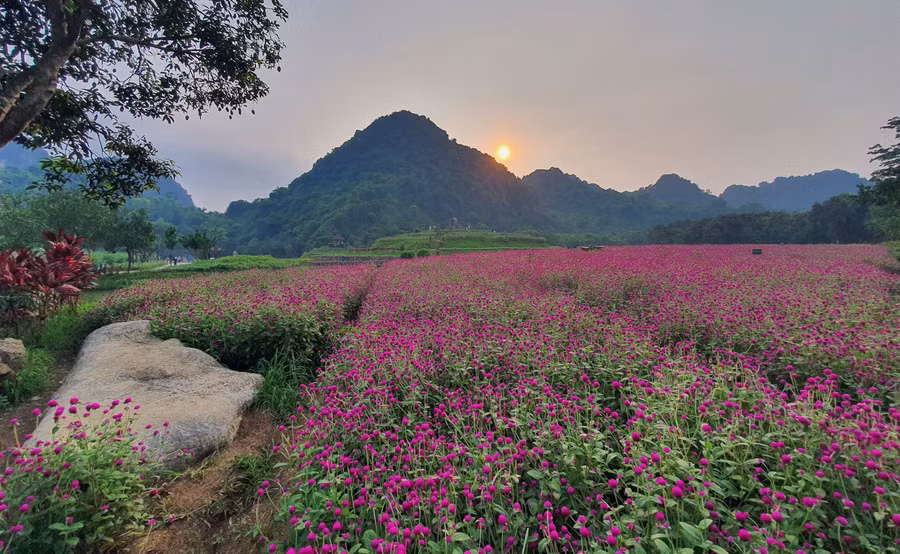 Cánh đồng hoa ở Thung Nham kết hợp với các mỏm núi đá vôi tạo thành một khung hình tuyệt đẹp. Ảnh: Khang Ka Cánh đồng hoa ở Thung Nham kết hợp với các mỏm núi đá vôi tạo thành một khung hình tuyệt đẹp. Ảnh: Khang Ka