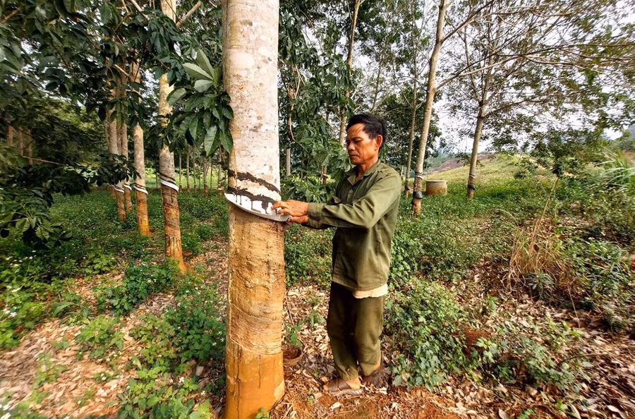 Ông Đinh Duih chăm sóc vườn cao su của gia đình. Ảnh: Thiên Di