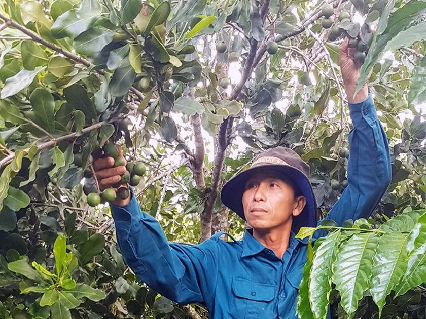 Người dân xã Sơ Pai thu hoạch quả mắc ca. Ảnh: N.S