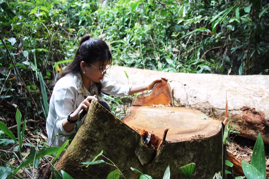 Có nhiều cây gỗ bị cưa ngang gốc còn nguyên thân và cành nhánh ở hiện trường. Ảnh: Hoành Sơn Có nhiều cây gỗ bị cưa ngang gốc còn nguyên thân và cành nhánh ở hiện trường. Ảnh: Hoành Sơn