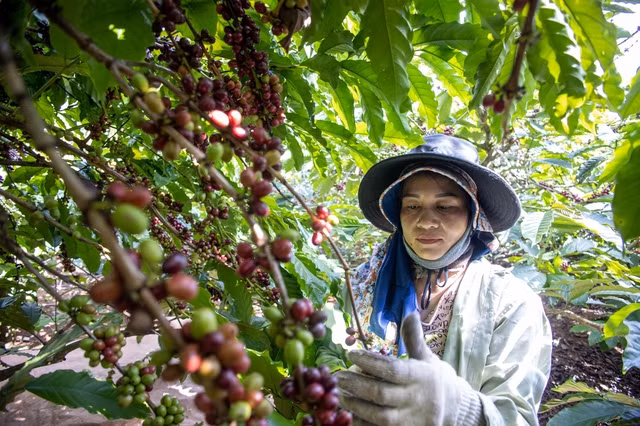 Giá cà phê sẽ tăng trở lại Giá cà phê sẽ tăng trở lại