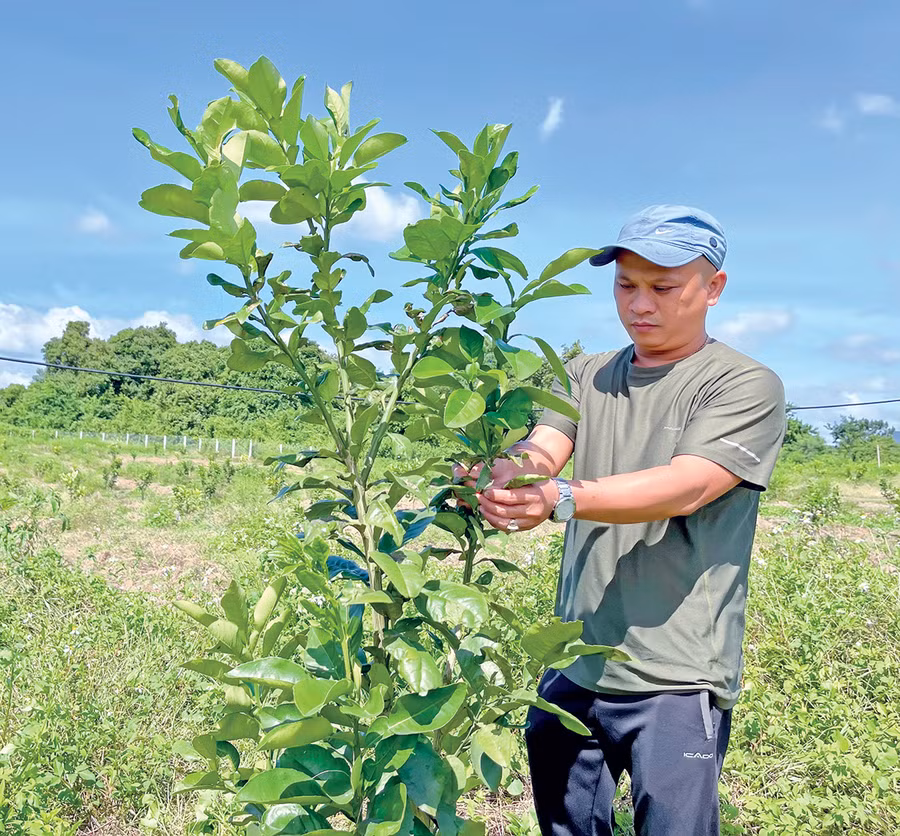 Thấy hiệu quả kinh tế mang lại, nhiều nông dân ở huyện Krông Pa đã chuyển đổi diện tích cây trồng kém hiệu quả sang trồng bưởi da xanh. Ảnh: T.N Thấy hiệu quả kinh tế mang lại, nhiều nông dân ở huyện Krông Pa đã chuyển đổi diện tích cây trồng kém hiệu quả sang trồng bưởi da xanh. Ảnh: T.N