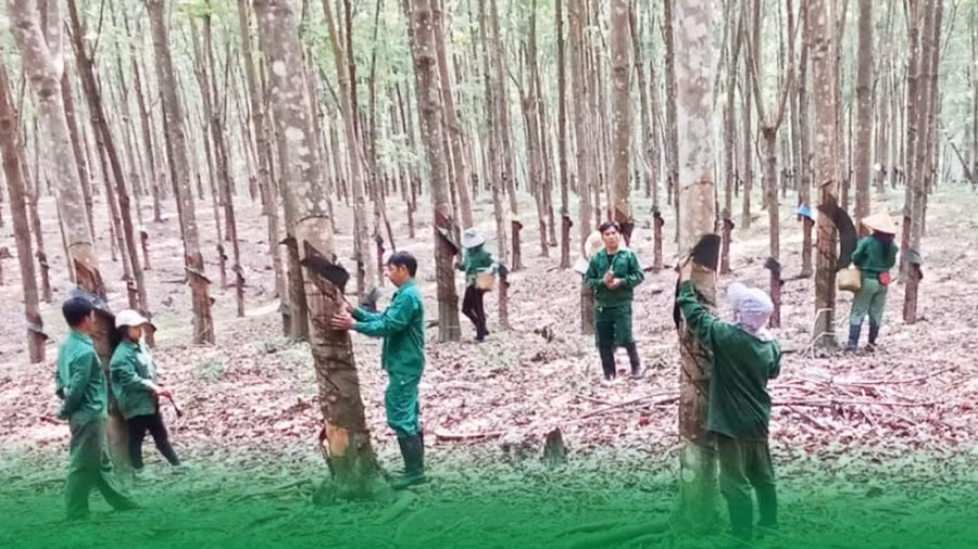 Đoàn Kinh tế-Quốc phòng 78 hướng dẫn công nhân người Rơ Măm cạo mủ. Ảnh: Vĩnh Hoàng