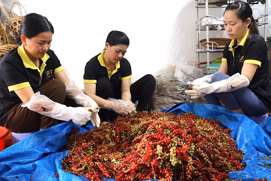 Công nhân hợp tác xã sơ chế ngũ vị tử