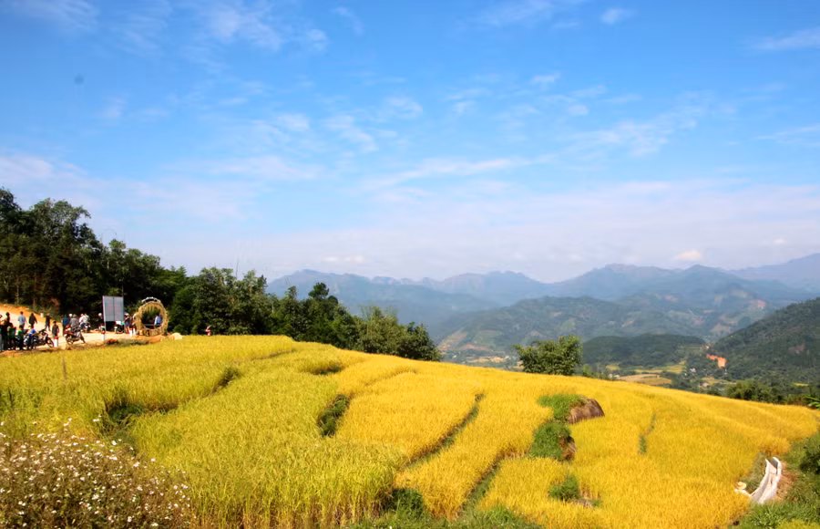 Ruộng bậc thang Bình Liêu nhiều nơi lúa đang chín vàng, trở thành sản phẩm du lịch độc đáo. Ảnh: T.Q