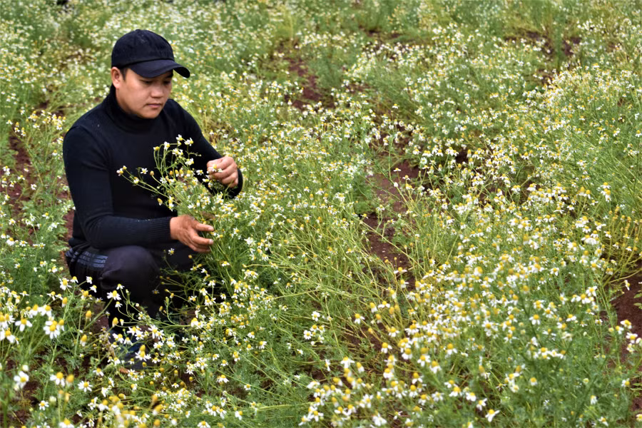 Hoa cúc La Mã tại Pibo Lavender Farm trồng và thu hoạch liên tục trong một năm