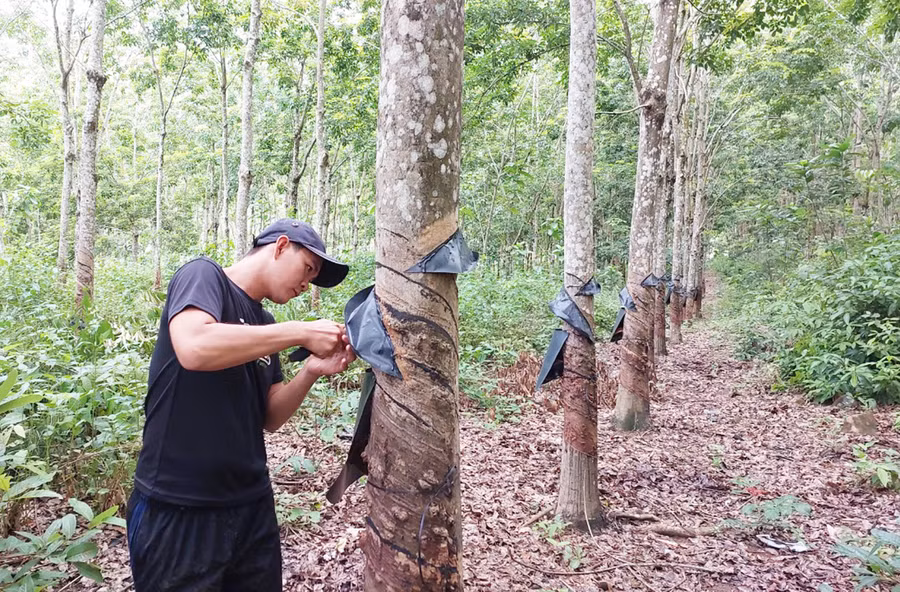 Anh Trần Văn Ngành-Công nhân cạo mủ Đội 2 (Công ty cổ phần Quốc Cường Gia Lai). Ảnh: Nguyễn Diệp