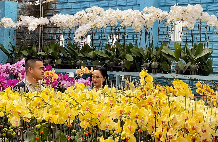 Hiện giá bán lan hồ điệp dao động từ 100-150 ngàn đồng/cây nhỏ; loại đại dao động từ 250-300 ngàn đồng/cây. Ảnh: Vũ Thảo