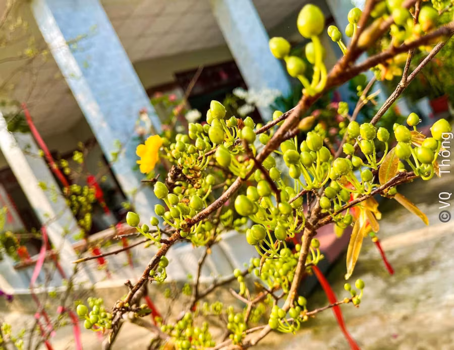 Thông lo lắng nụ mai quá to thì hoa nở sớm. Ảnh: QUỐC THÔNG Thông lo lắng nụ mai quá to thì hoa nở sớm. Ảnh: QUỐC THÔNG