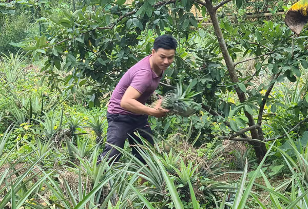 Gia đình anh Ai cũng ổn định với thu nhập từ vườn keo lai, cây ăn quả Gia đình anh Ai cũng ổn định với thu nhập từ vườn keo lai, cây ăn quả