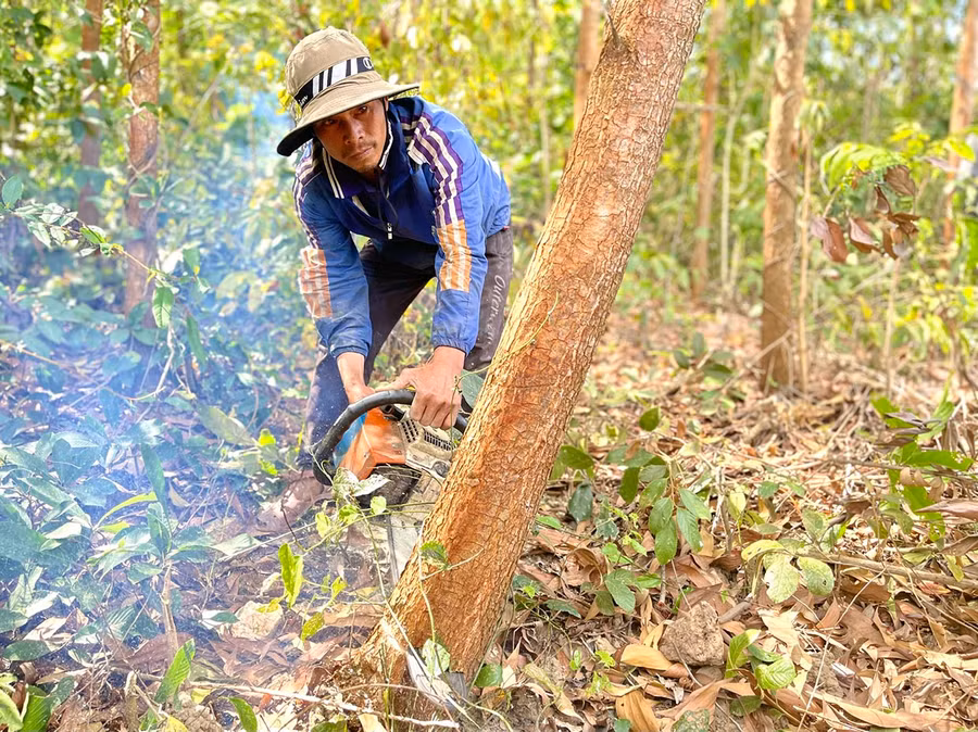 Anh Đinh In (làng Blà, xã Đak Song) có tổng thu nhập trên 250 triệu đồng từ trồng rừng và trồng mì, bắp. Ảnh: Minh Nguyễn